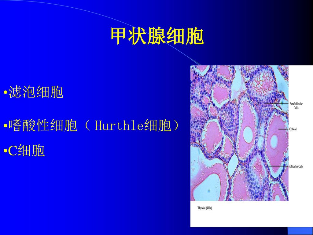 甲状腺结节的诊断和治疗 徐英夫 大连医科大学附属第二医院普外科.